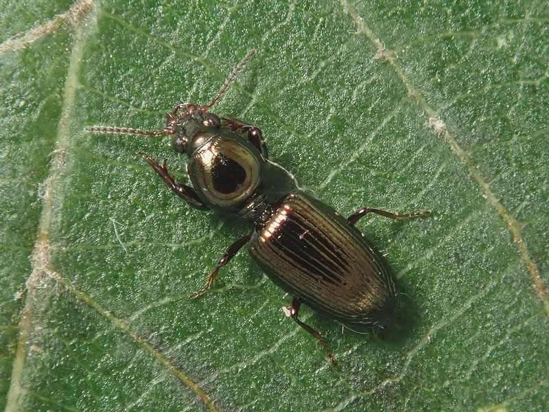 Carabidae: Dyschirius sp.?  S, D. nitidus o D. agnatus